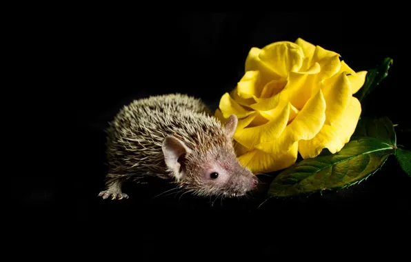 Flower, look, rose, muzzle, hedgehog, black background, yellow, hedgehog