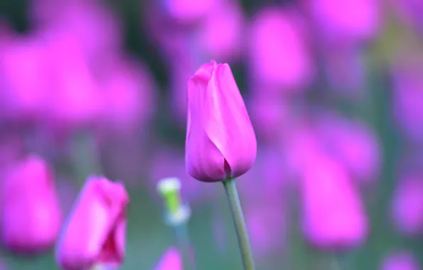 Picture macro, Tulip, petals, stem, Bud