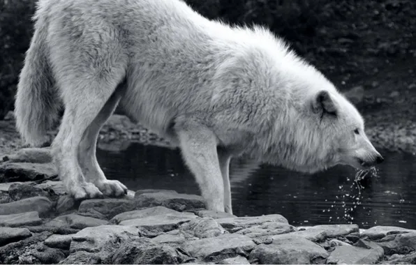 Picture nature, predator, animal, wolf, wildlife, portrait, portrait., Canis lupus. face