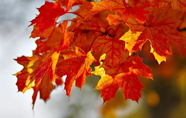 Autumn, leaves, paint, maple