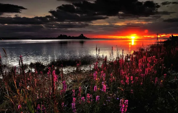Sunset, Flowers, Lake, Shore, Clouds, Dawn, Shine, Okoem