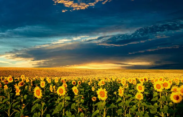 Summer, the sun, nature, sunflower