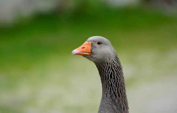 Look, nature, pose, grey, bird, portrait, green background, goose