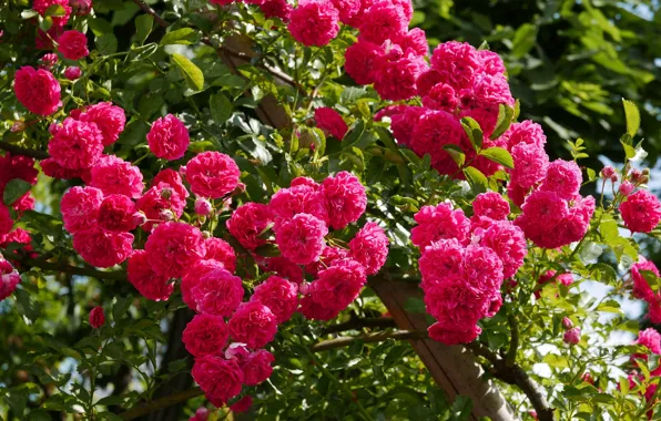 Leaves, roses, petals, rose, buds, flowering, leaves, petals