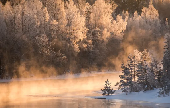 Picture winter, forest, river, morning