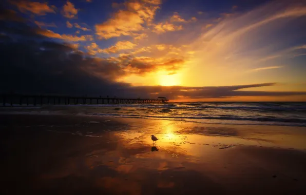 Picture sea, landscape, sunset, bridge, bird