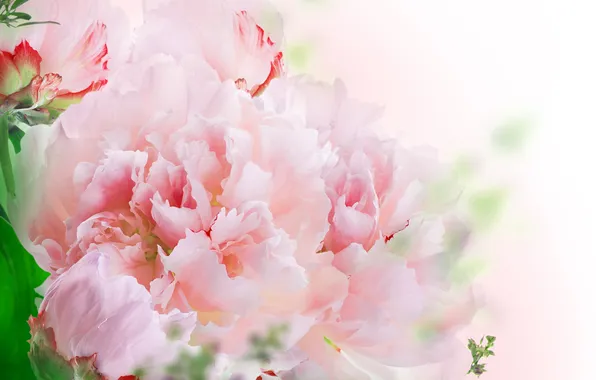Picture flowers, leaves, pink carnations