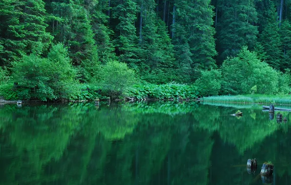 Picture greens, forest, summer, reflection, the bushes, pond