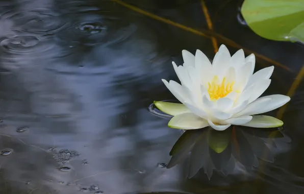 Water, reflection, white, Nymphaeum, water Lily