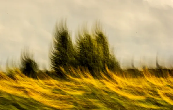 Picture the sky, trees, sunflowers, yellow, nature, background, movement, blue