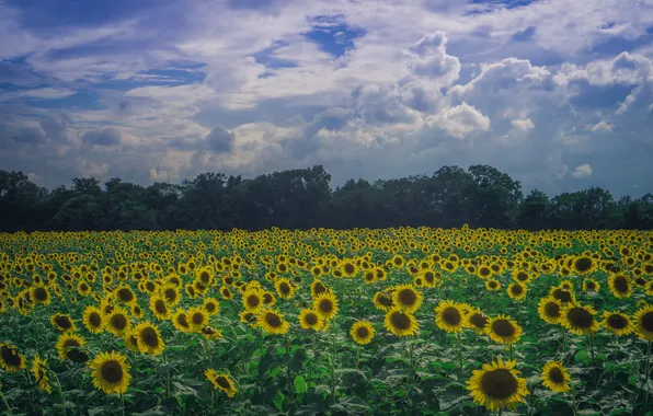 Field, the sky, clouds, trees, sunflowers, field of sunflowers