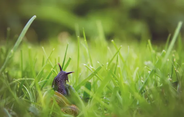 Picture grass, snail, blur, horns