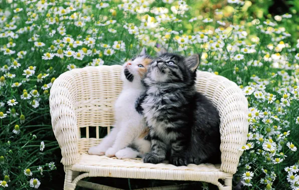Cat, cat, flowers, kitty, pussy, chair, two, kitty
