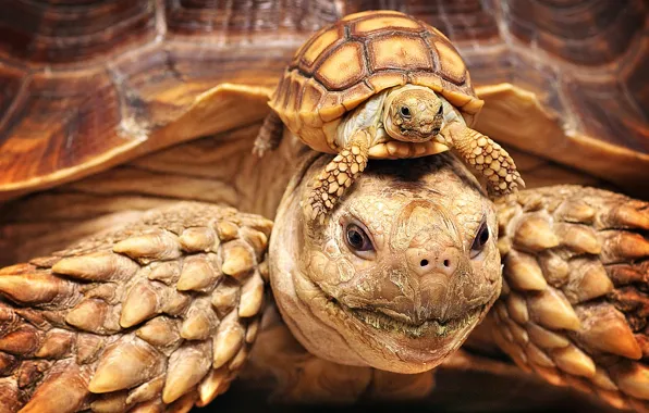 Look, pose, turtle, portrait, head, paws, baby, a couple