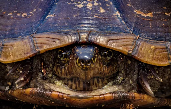 Macro, background, turtle
