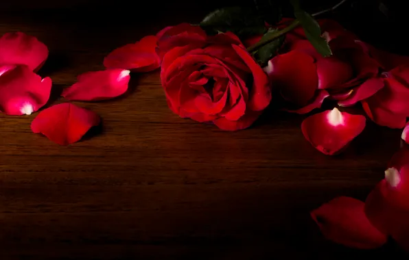 Picture love, flowers, roses, petals, valentine's day