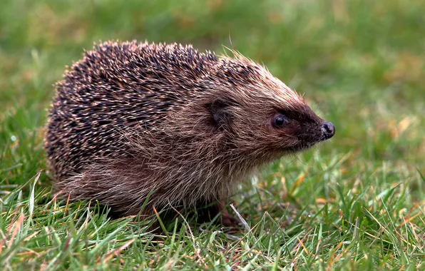 Grass, needles, hedgehog