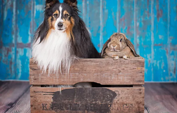 Picture dog, rabbit, box