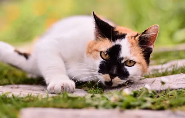 Picture cat, white, grass, look, pose, tile, paws, track