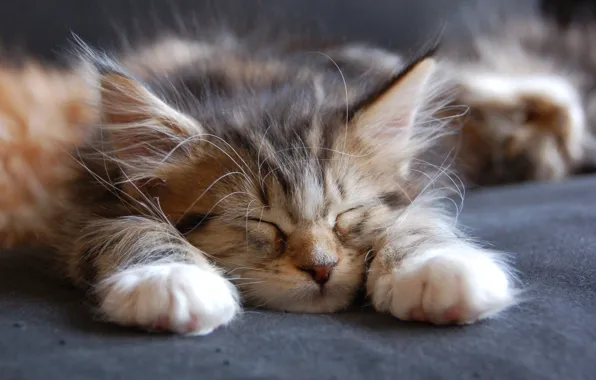 Face, paws, sleeping, ears, kitty