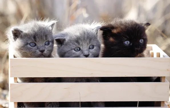 Picture look, spring, kittens, box