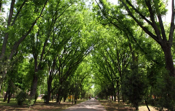 Nature, Trees, Park, Nature, Park, Trees, Krasnodar, Krasnodar