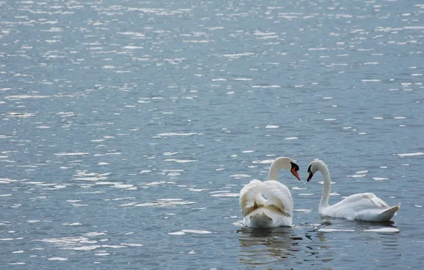 Water, birds, pair, swans