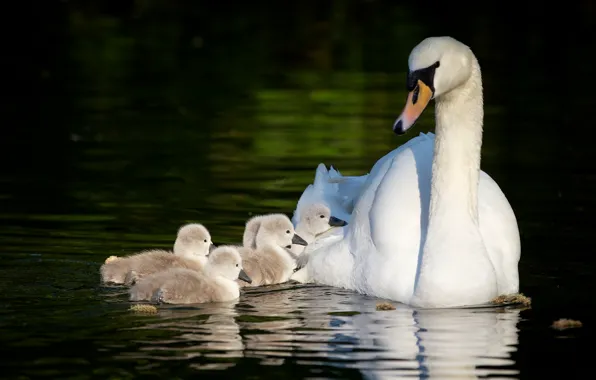 Picture swans, Chicks, motherhood, the Lebeda