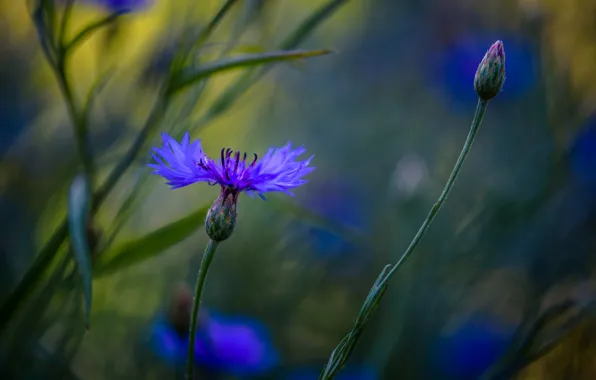 Picture macro, blue, cornflowers