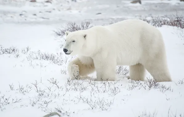 Snow, bear, polar