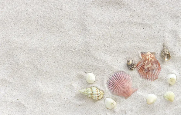 Sand, beach, summer, shell, summer, beach, sea, sand
