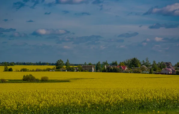 Nature, spring, may, Belarus, rapeseed field