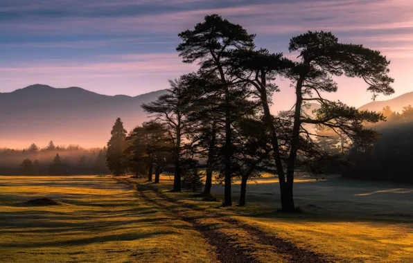 Picture trees, landscape, nature, beauty, the evening