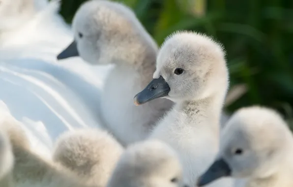 Look, birds, nature, background, wing, white, kids, grey