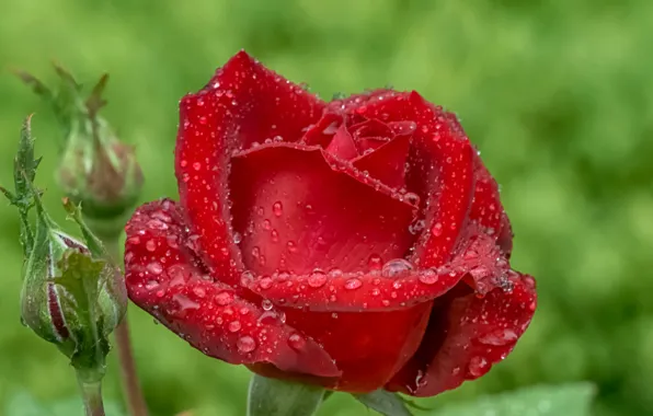 Flower, water, drops, rose, Bud