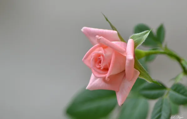 Picture pink, rose, branch, Bud, flowering