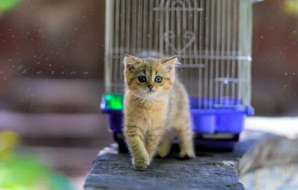 Cell, blurred background, ginger kitten