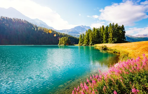 Forest, the sky, the sun, clouds, trees, flowers, mountains, lake