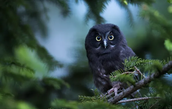 Look, branches, nature, owl, bird, needles, bokeh, owl