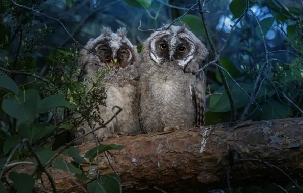 Look, leaves, birds, branches, tree, owl, log, owls