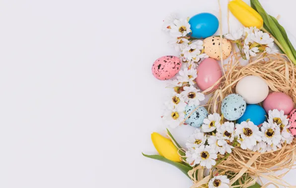 Flowers, chamomile, spring, Easter, pink, flowers, spring, Easter