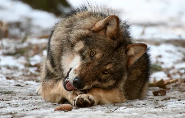 Picture look, wolf, predator