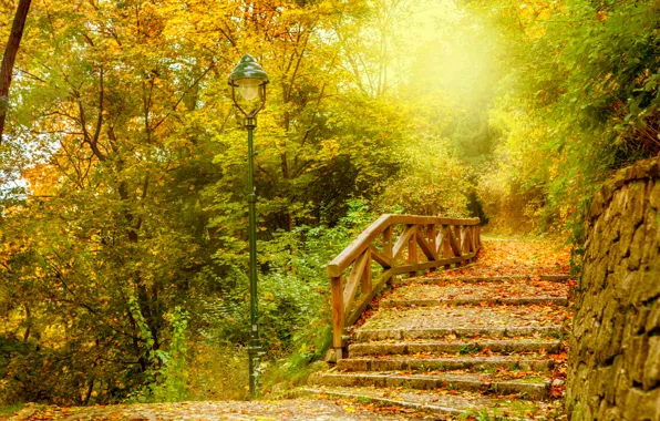 Autumn, forest, leaves, park, autumn, leaves