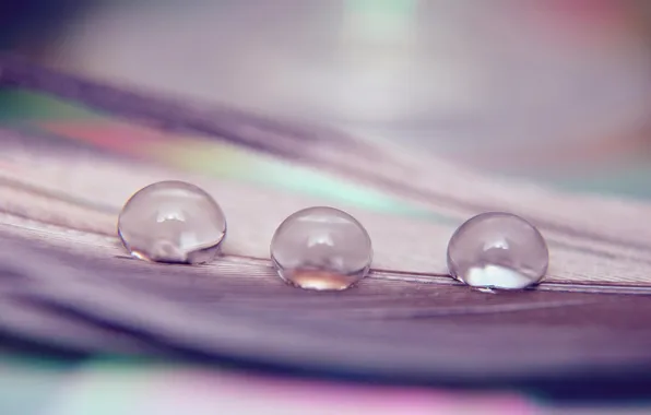 Picture drops, macro, background, tenderness, color, lilac