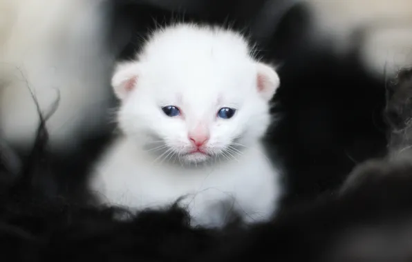 White, kitty, eyes, baby, muzzle