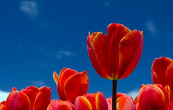 The sky, flowers, petals, tulips