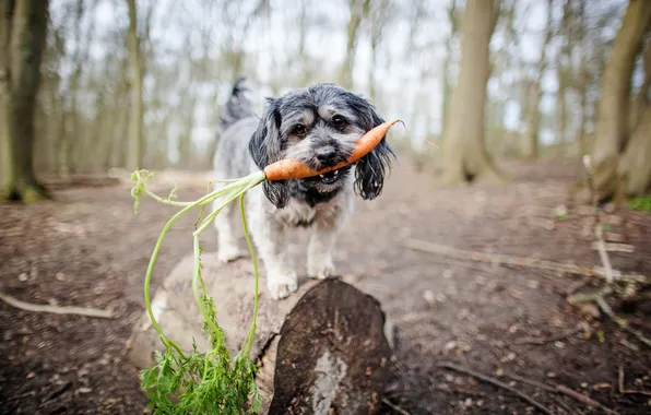 Picture look, dog, carrot