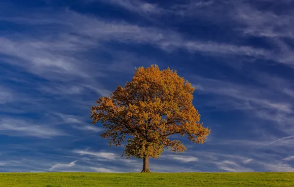 The sky, trees, Germany, Bayern, Germany, Bavaria