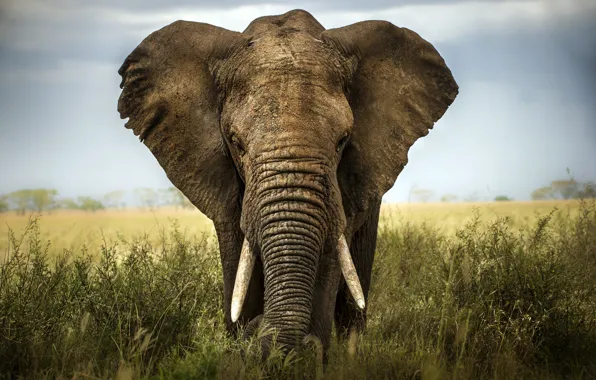 Picture africa, elephant, savannah, ivory
