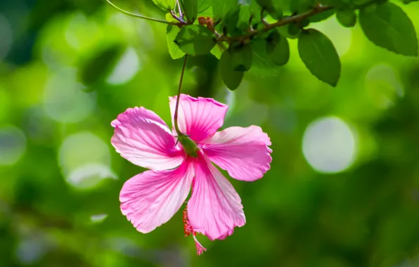 Picture leaves, background, pink, petals, Hibiscus